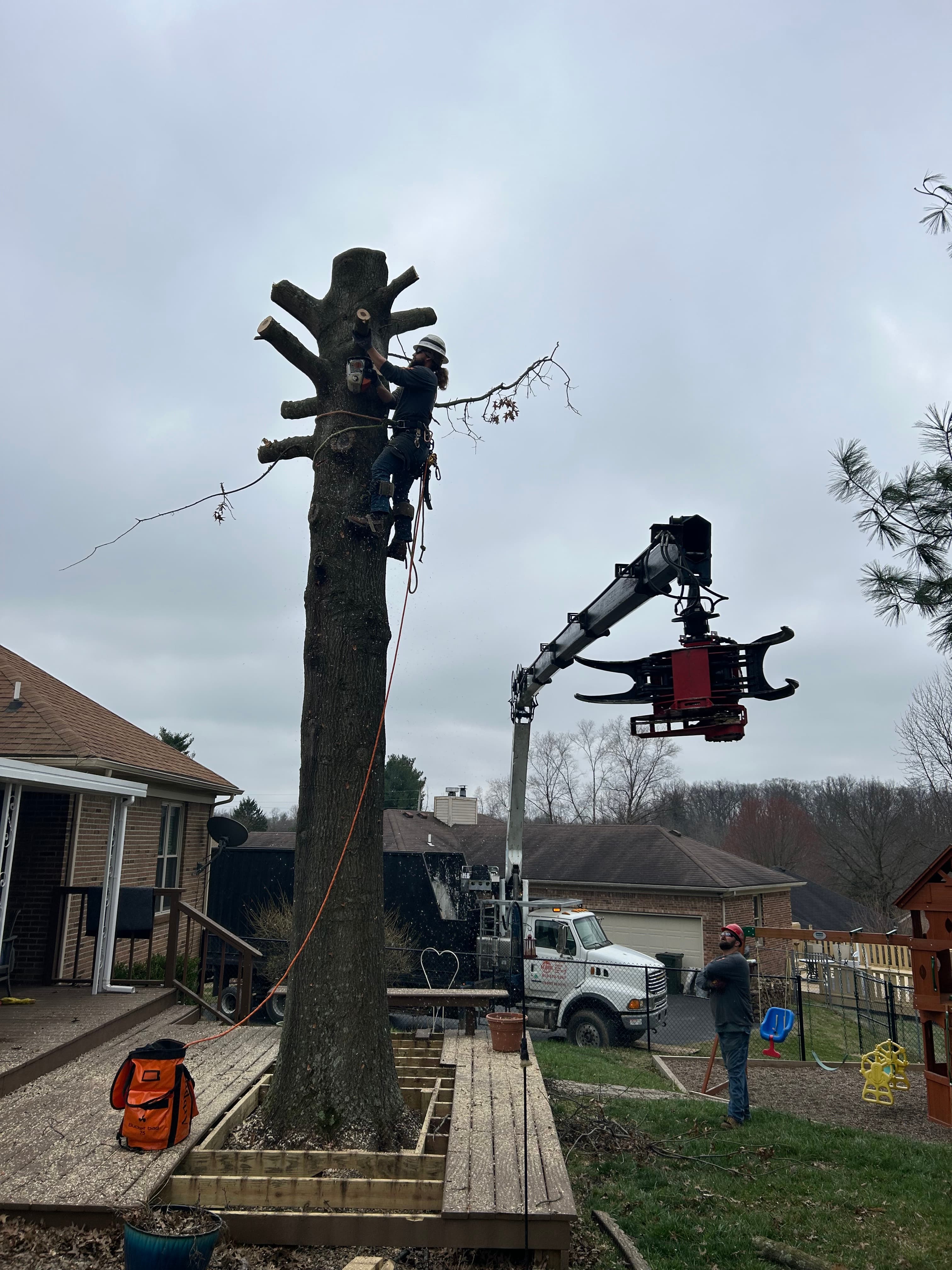 tree work in backyard